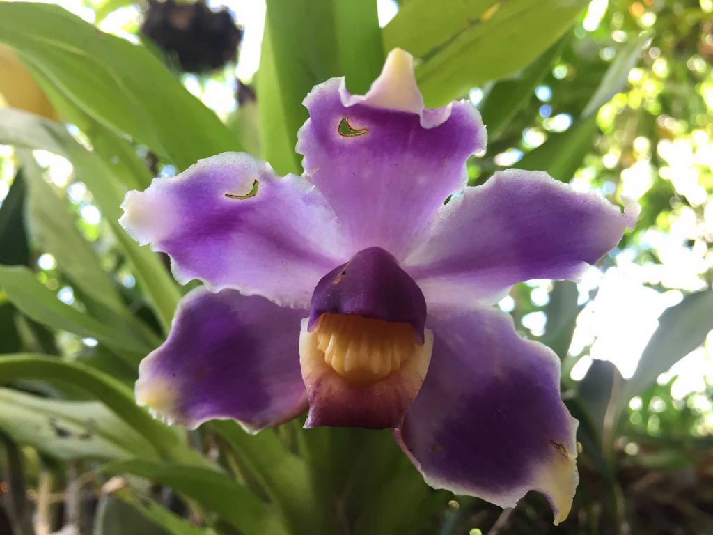 Orquídea Bollea coelestis Imagen: Solo Flor