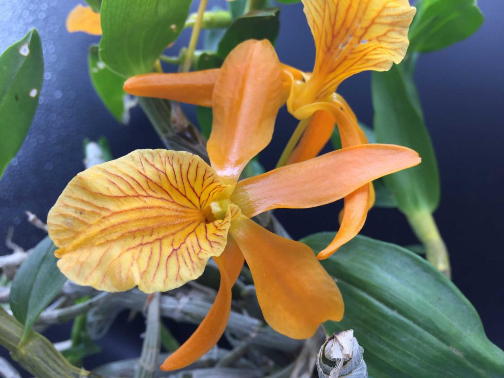 Orquídea Dendrobium Imagen: Solo Flor