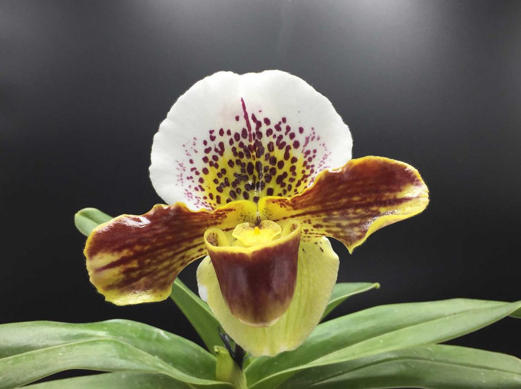 Orquídea Paphiopedilum Imagen: Solo Flor