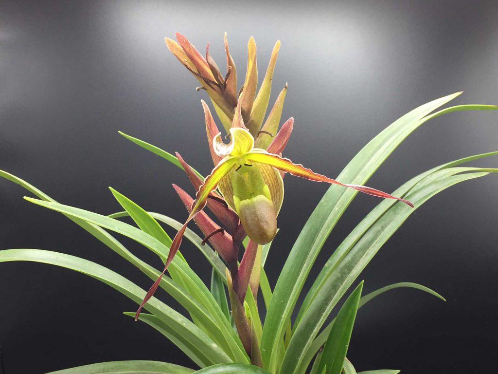 Orquídea Phragmipedium longifolium Imagen: Flor y Planta