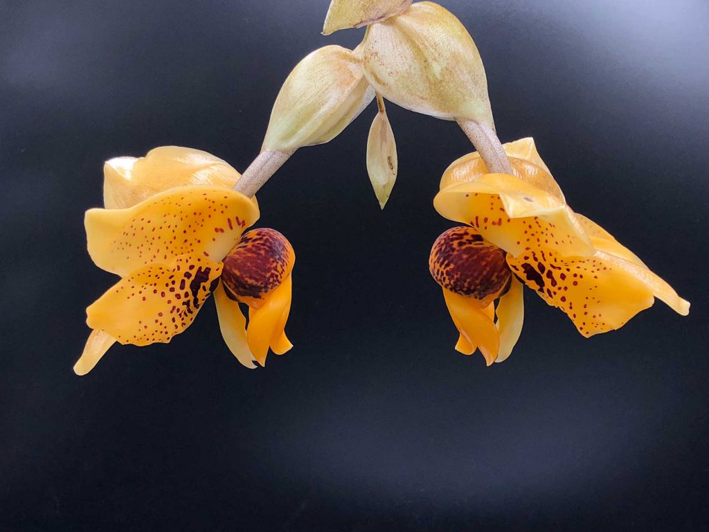 Orquídea Stanhopea impressa Imagen: Flores de Perfil