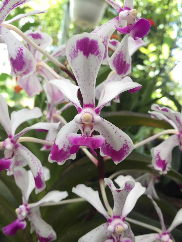 Orquídea Vanda luzonica Imagen: Solo Flores